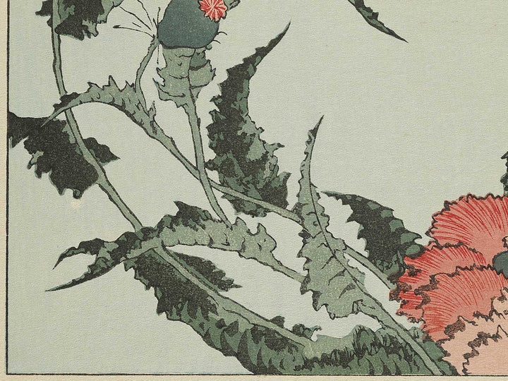 A poppy by Katsushika Hokusai, (Medium print size) / BJ327-334