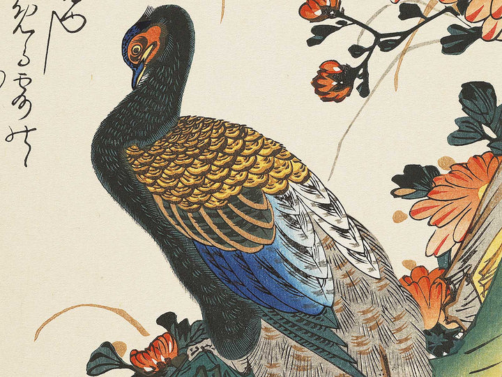 Chrysanthemum & pheasant by Utagawa Hiroshige, (Medium print size) / BJ328-111