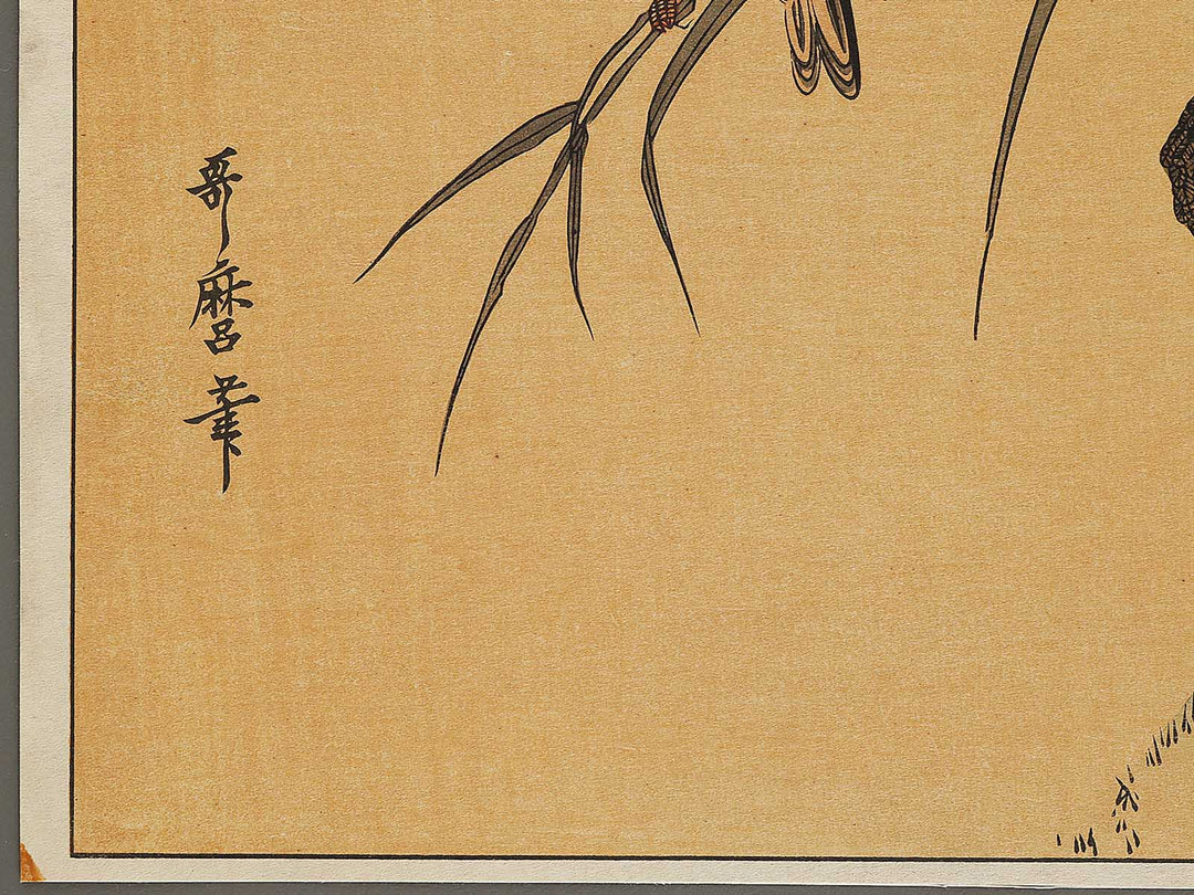 Duck and Kingfisher from the series Momotidori kyoka awase by Kitagawa Utamaro, (Large print size) / BJ328-349