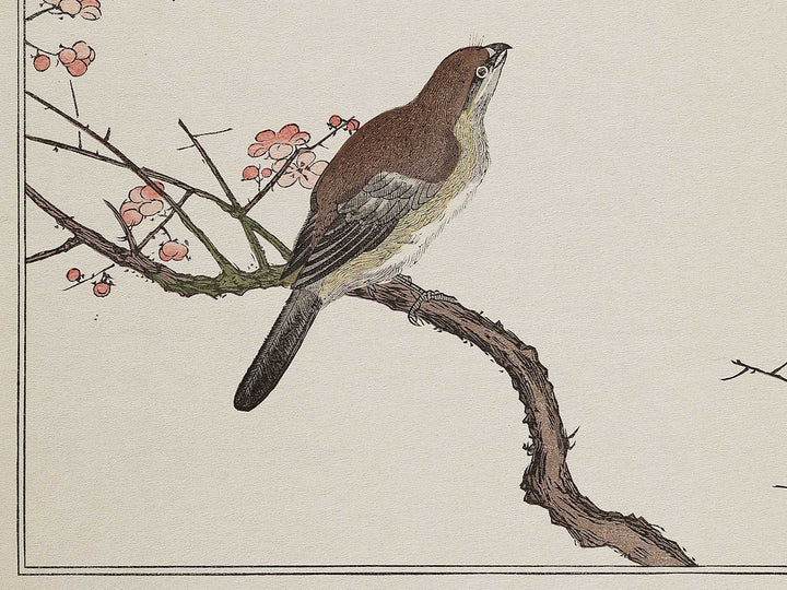 Hawk and Shrike from the series Momotidori kyoka awase by Kitagawa Utamaro, (Large print size) / BJ327-985