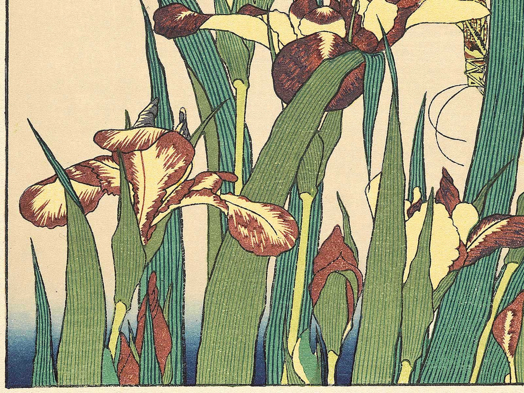 Iris and Grasshopper by Katsushika Hokusai, (Medium print size) / BJ307-426