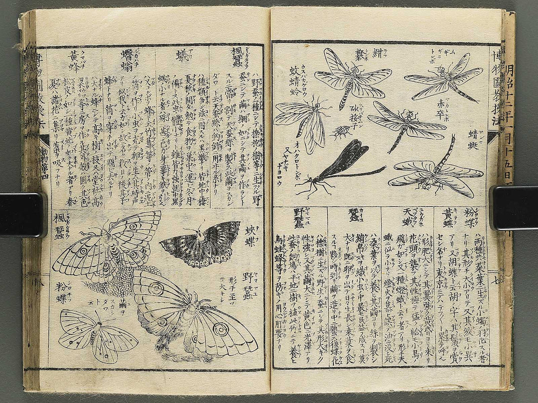 Hakubutsu kyojyuho Volume 4-5 by           / BJ344-729