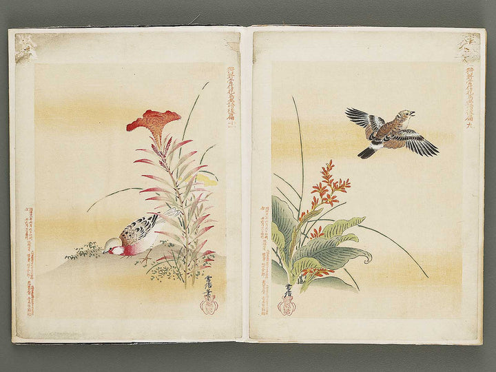 Gacho by Kano-school / BJ324-044