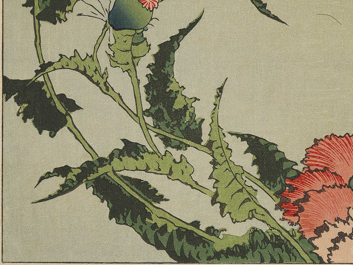 A poppy by Katsushika Hokusai, (Medium print size) / BJ321-734