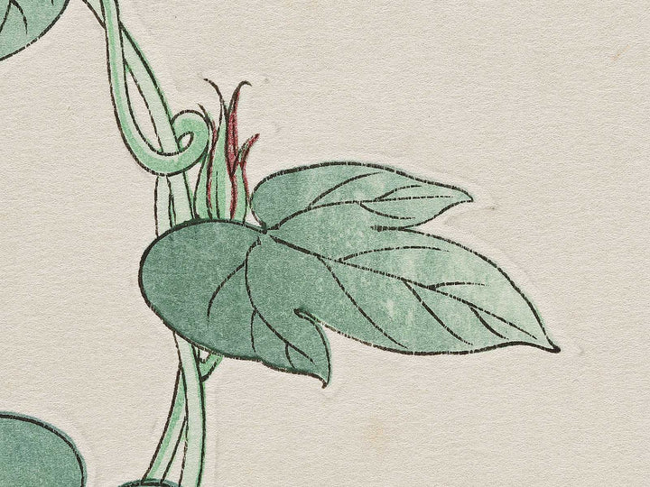 Asagao by Kawarazaki Shodo, (Large print size) / BJ331-338