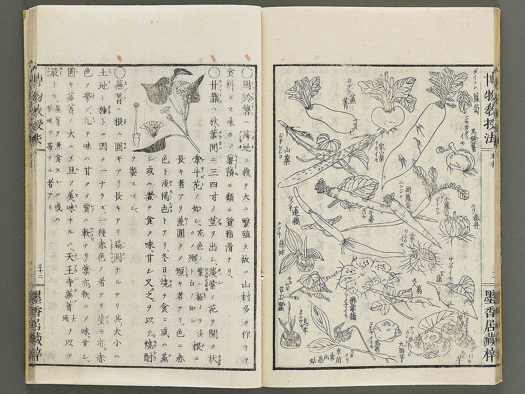Hakubutsu kyojyuho Volume 1 / BJ341-572