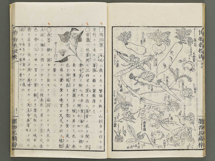 Hakubutsu kyojyuho Volume 1 / BJ341-572