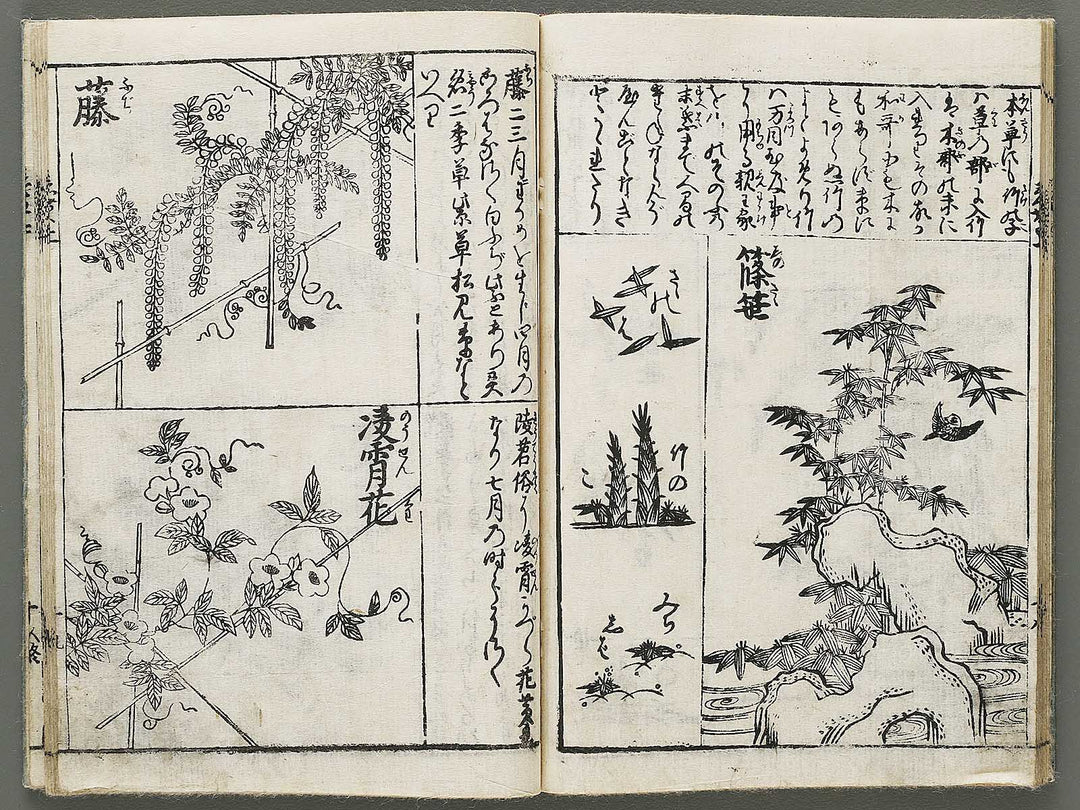 Edo shokubutsu zukan / BJ318-899