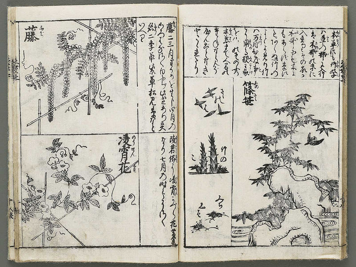 Edo shokubutsu zukan / BJ318-899