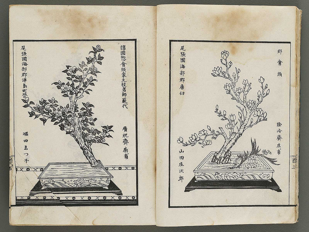 Kinen soka sanko no kaori (Ge) by Sawamura Riho / BJ324-688