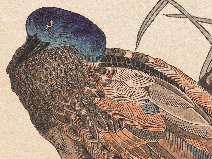 Duck and Kingfisher from the series Momotidori kyoka awase by Kitagawa Utamaro, (Large print size) / BJ331-667