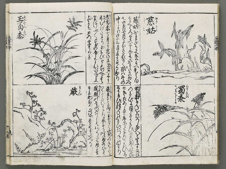 Edo shokubutsu zukan / BJ318-899