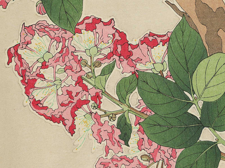 Sarusuberi by Kawarazaki Shodo, (Large print size) / BJ348-005