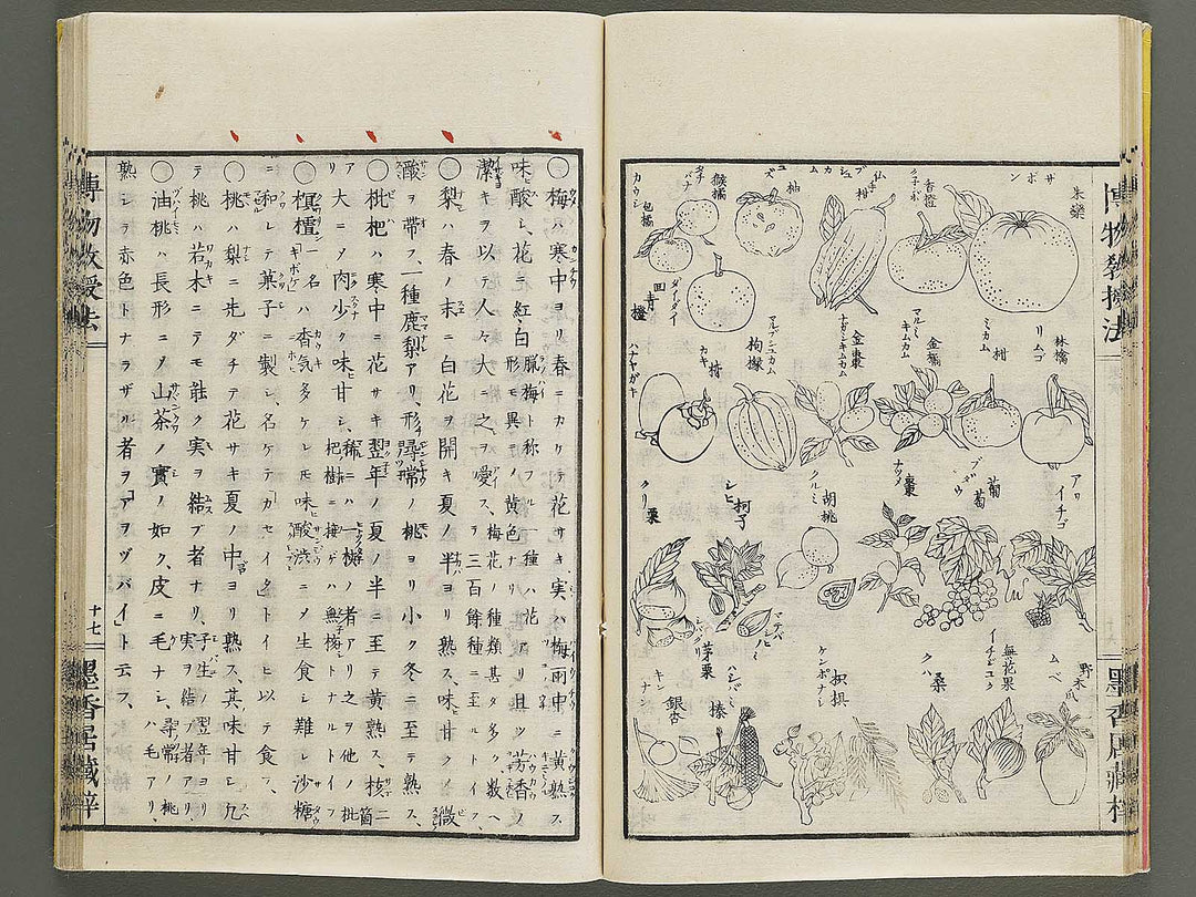 Hakubutsu kyojyuho Volume 1 / BJ341-572