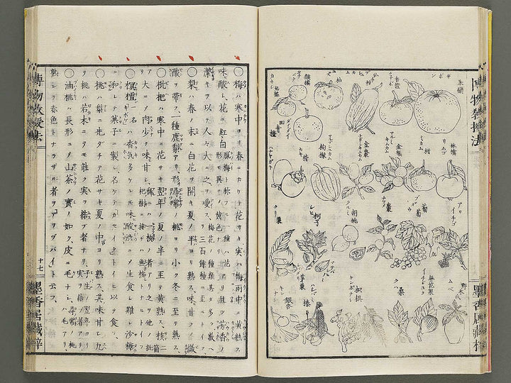 Hakubutsu kyojyuho Volume 1 / BJ341-572