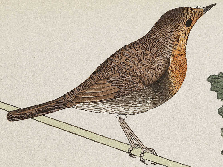 Branta canadensis and Robin from the series Momochidori kyokaawase by Kitagawa Utamaro, (Large print size) / BJ327-999