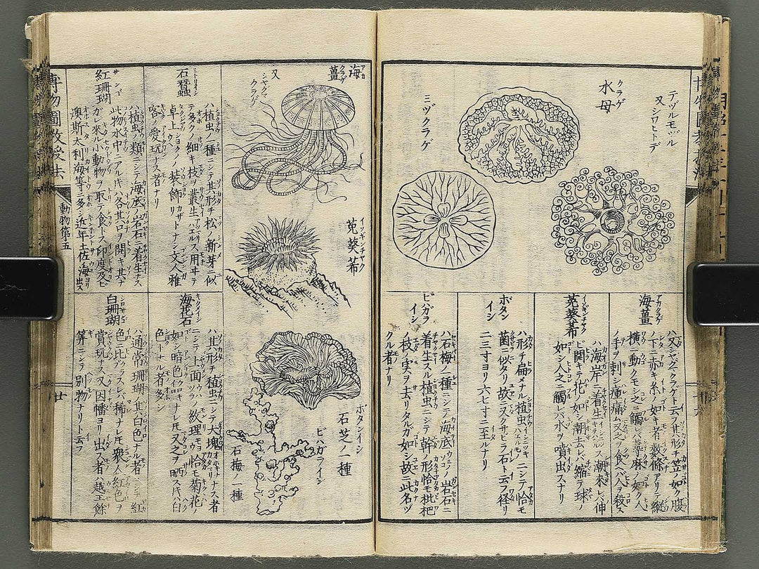 Hakubutsu kyojyuho Volume 4-5 by           / BJ344-729