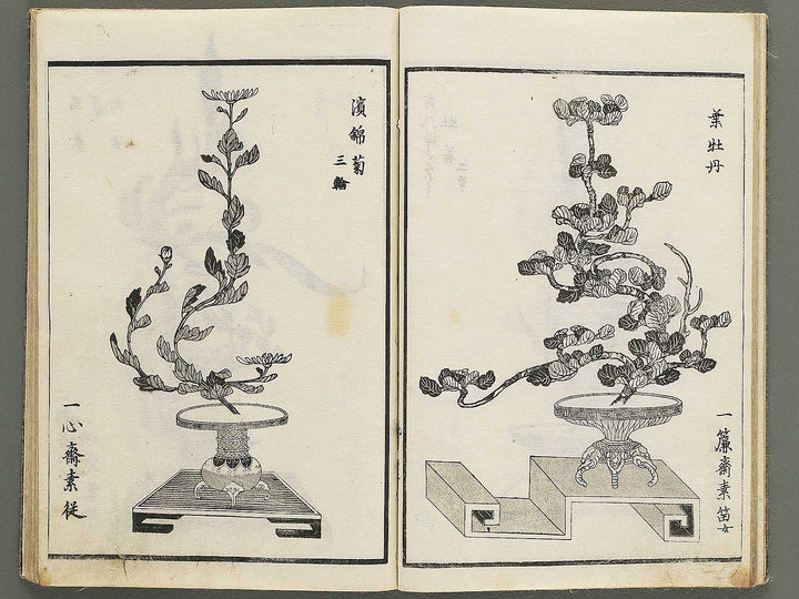 Jikei onryu ikebana chiyo no matsu / BJ342-244