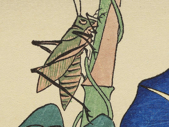 Asagao from the series Shiki no hanazukushi by Utagawa Hiroshige, (Medium print size) / BJ330-547