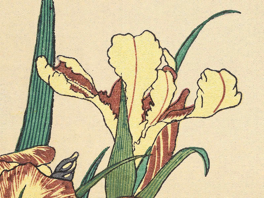 Iris and Grasshopper by Katsushika Hokusai, (Medium print size) / BJ307-426