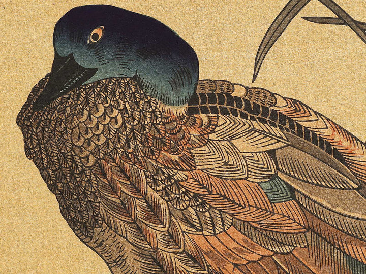 Duck and Kingfisher from the series Momotidori kyoka awase by Kitagawa Utamaro, (Large print size) / BJ328-349