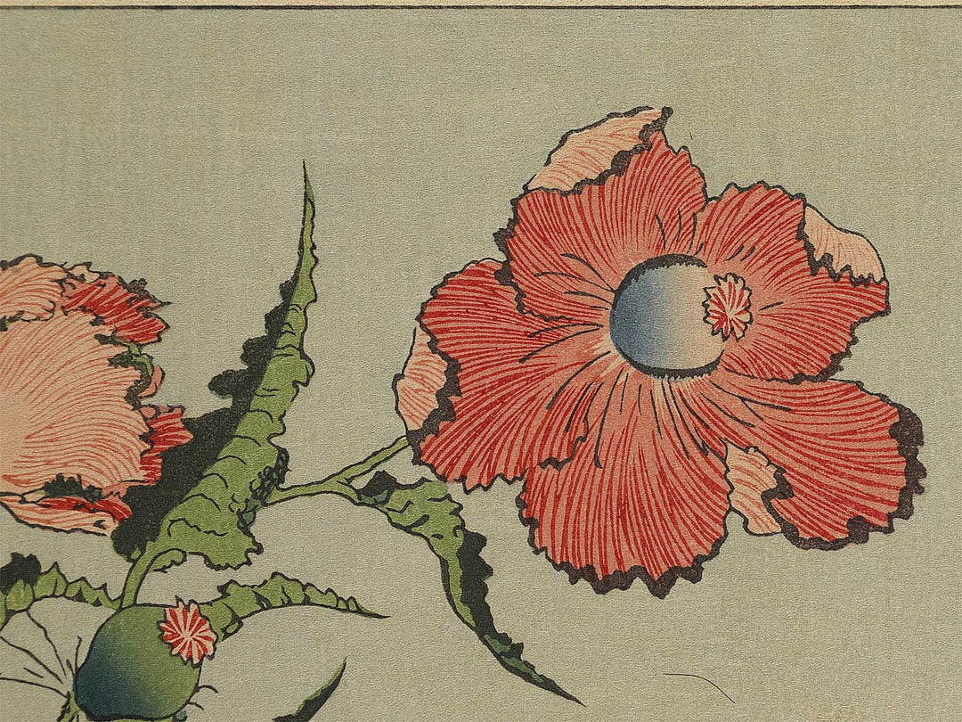 A poppy by Katsushika Hokusai, (Medium print size) / BJ321-734
