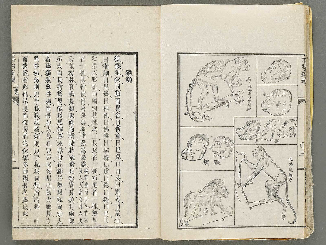 Hakubutsu Shinpen Volume 3 / BJ330-869