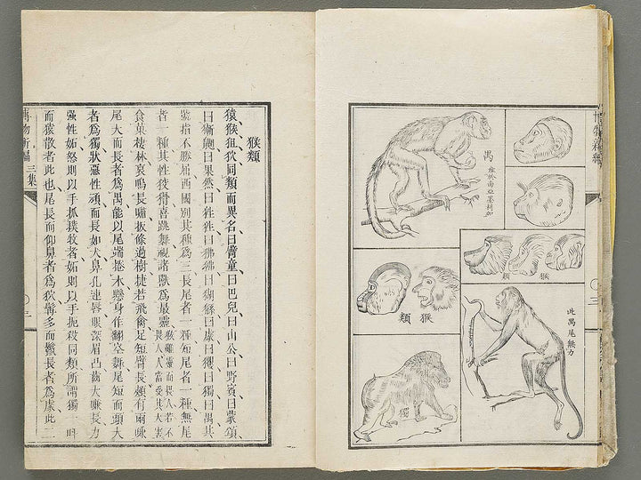 Hakubutsu Shinpen Volume 3 / BJ330-869