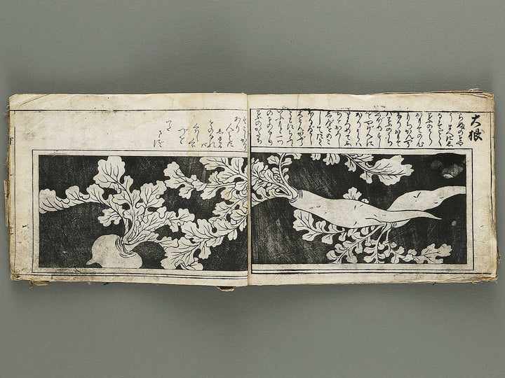 Ranma hinagata (Ge) / BJ336-056