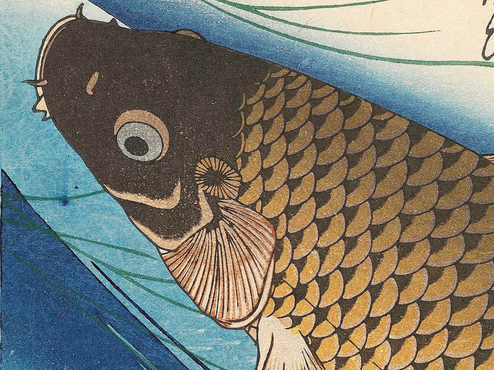 Japanese Carp from the series the series fish by Utagawa Hiroshige, (Large print size) / BJ322-819