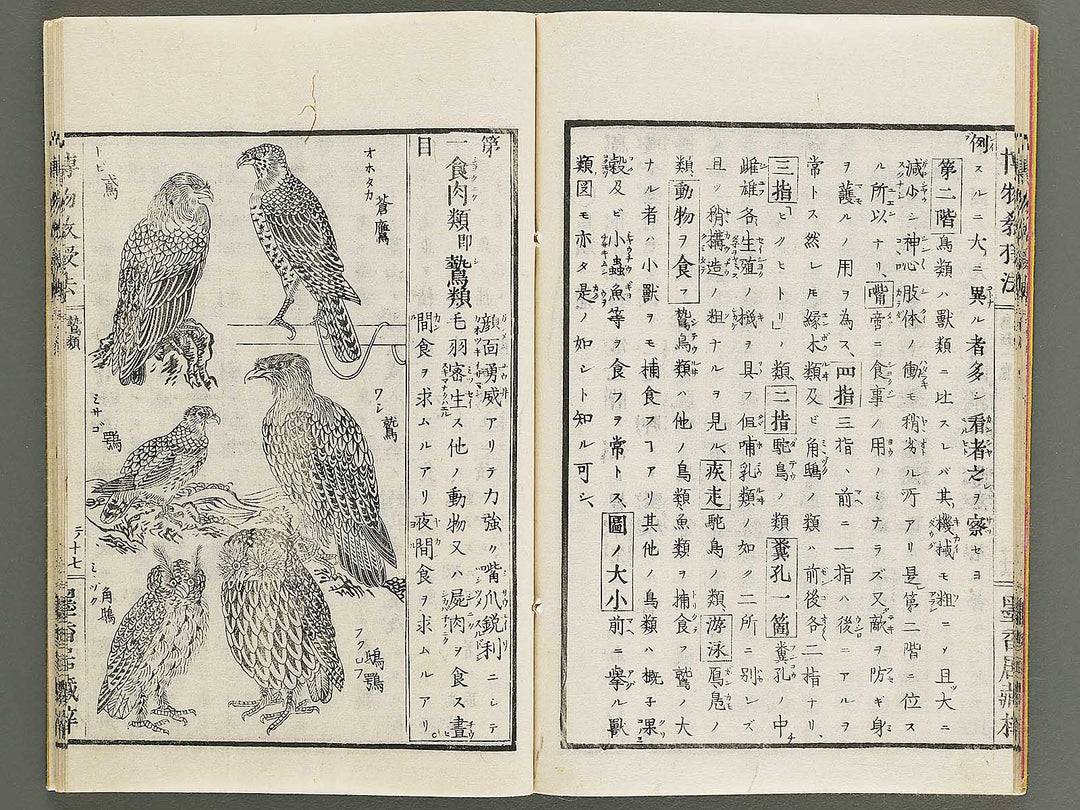 Hakubutsu kyojyuho Volume 2 / BJ341-579