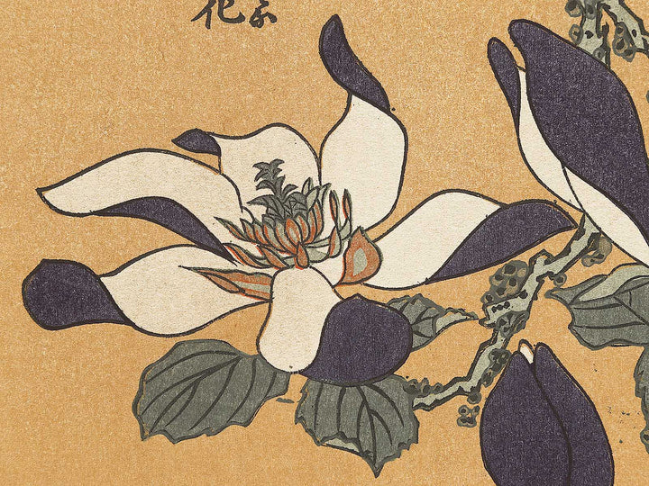 Buncho kobushi no hana by Katsushika Hokusai, (Large print size) / BJ331-674