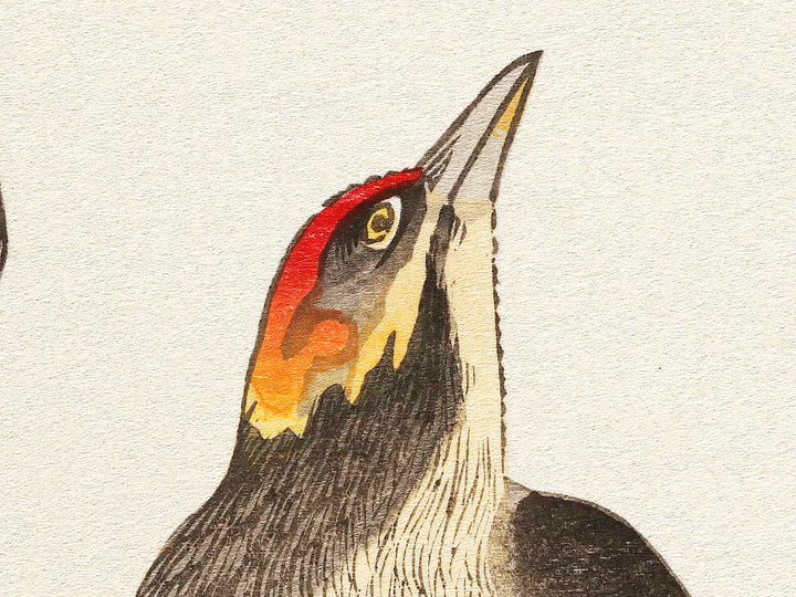 Japanese Grosbeak and Woodpecker from the series Momochidori kyokaawase by Kitagawa Utamaro, (Large print size) / BJ328-027