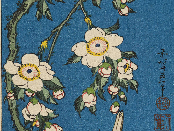 Weeping cherry blossoms against a dark indigo background, capturing the moment a Japanese bullfinch comes to peck at the blossoms. by Katsushika Hokusai, (Medium print size) / BJ323-708