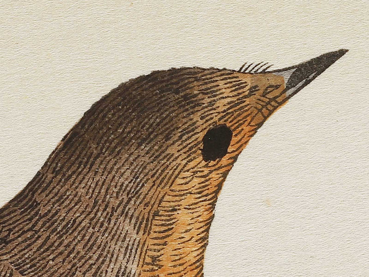 Branta canadensis and Robin from the series Momochidori kyokaawase by Kitagawa Utamaro, (Large print size) / BJ327-999