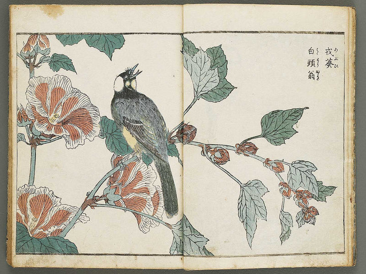 Kacho shashin zui by Kitao Shigemasa / BJ339-115