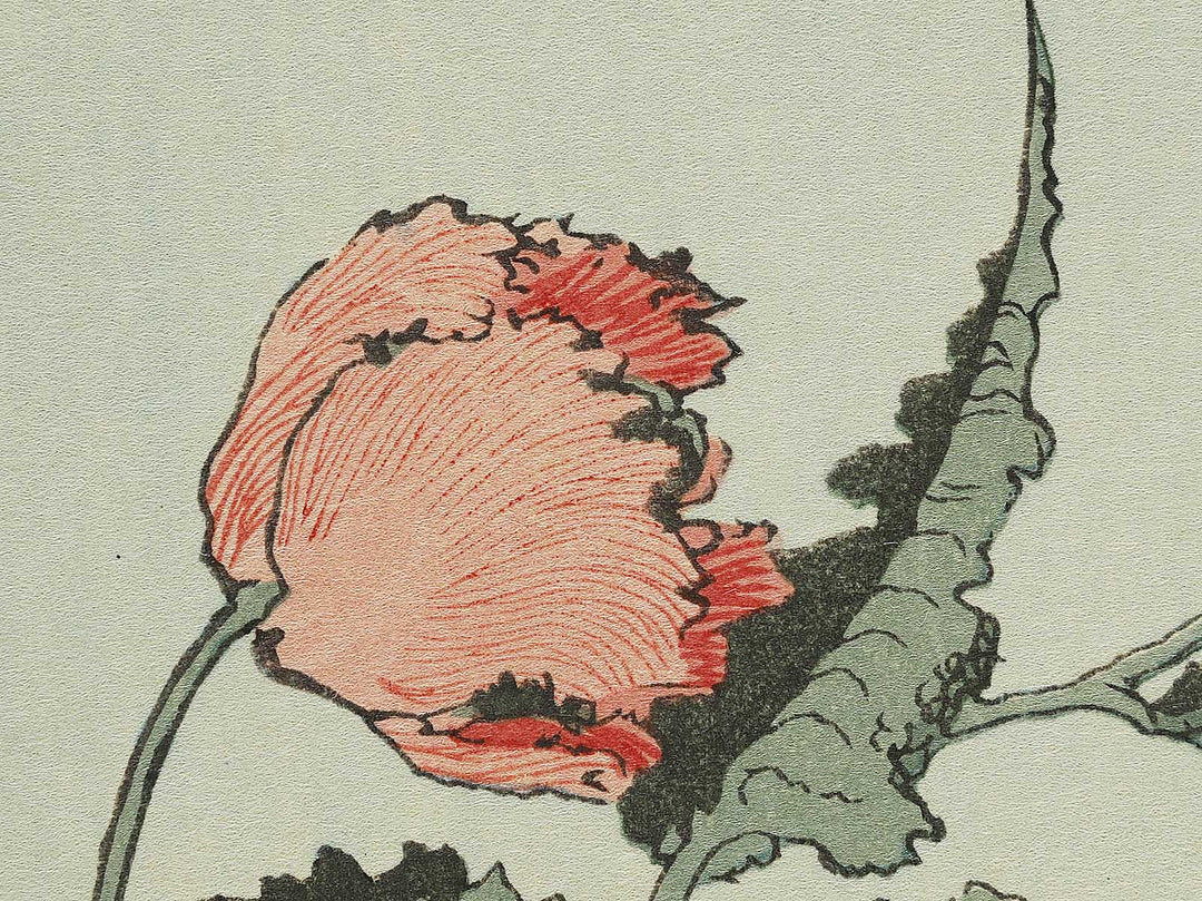 A poppy by Katsushika Hokusai, (Medium print size) / BJ327-334