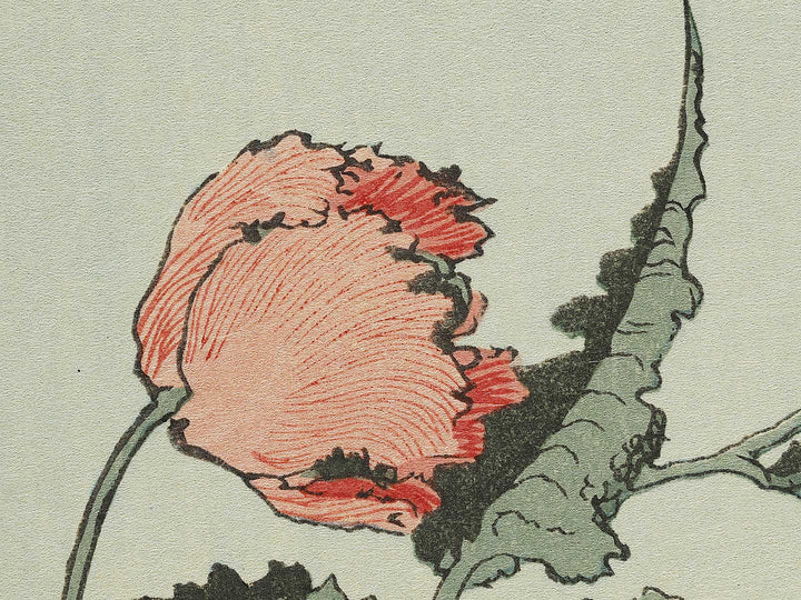 A poppy by Katsushika Hokusai, (Medium print size) / BJ327-334