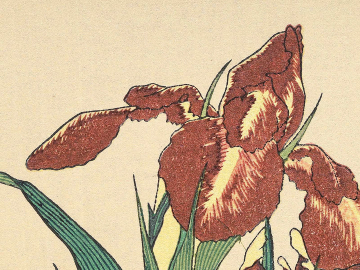 Iris and Grasshopper by Katsushika Hokusai, (Medium print size) / BJ307-426