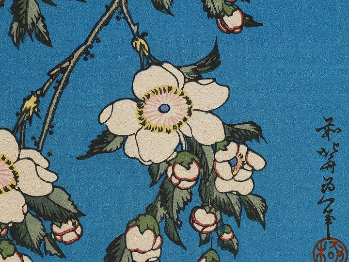 Weeping cherry blossoms against a dark indigo background, capturing the moment a Japanese bullfinch comes to peck at the blossoms. by Katsushika Hokusai, (Medium print size) / BJ321-643