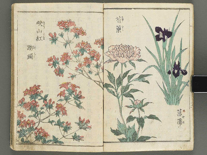 Soka e tehon by Keisai Eisen / BJ348-040