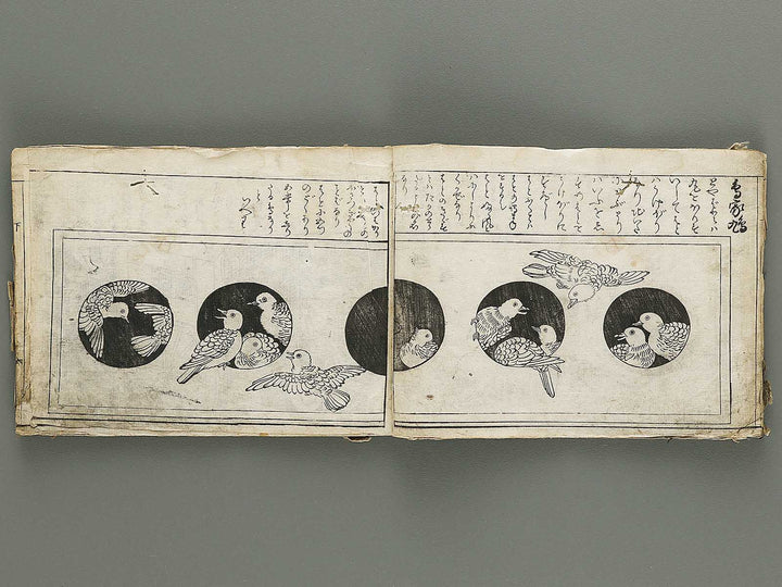 Ranma hinagata (Ge) / BJ336-056