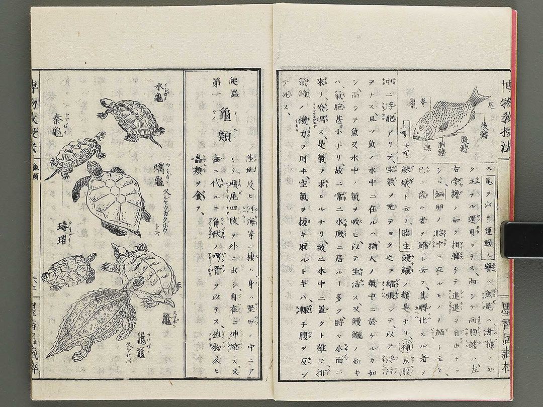 Hakubutsu kyojyuho Volume 3 / BJ341-586