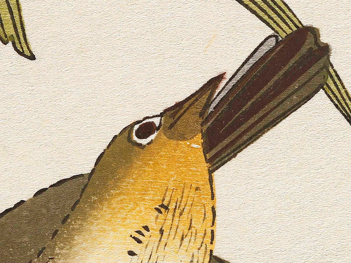 Long tailed Tit and White-eyes from the series Momochidori kyokaawase by Kitagawa Utamaro, (Large print size) / BJ328-006