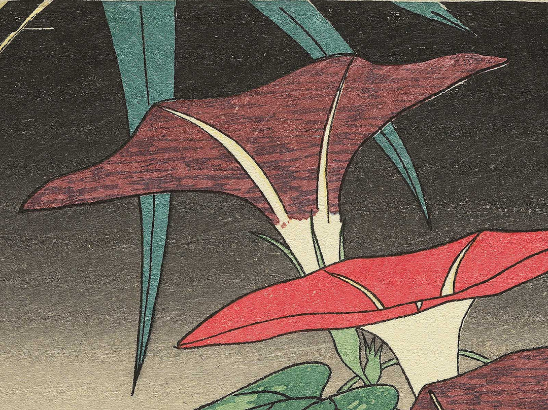 Asagao from the series Shiki no hanazukushi by Utagawa Hiroshige, (Medium print size) / BJ330-547