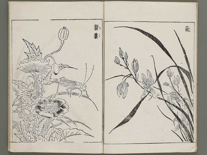 Gazu hyakuchin  / BJ334-600