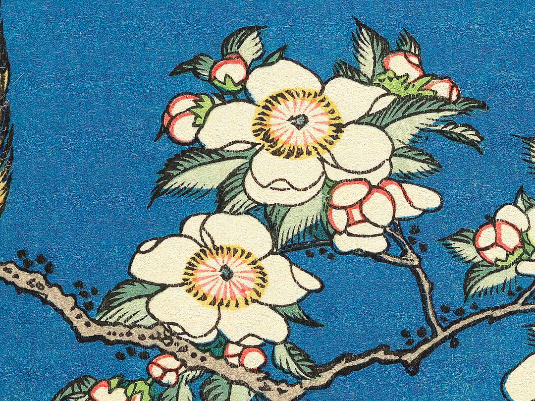 Weeping cherry blossoms against a dark indigo background, capturing the moment a Japanese bullfinch comes to peck at the blossoms. by Katsushika Hokusai, (Medium print size) / BJ319-445