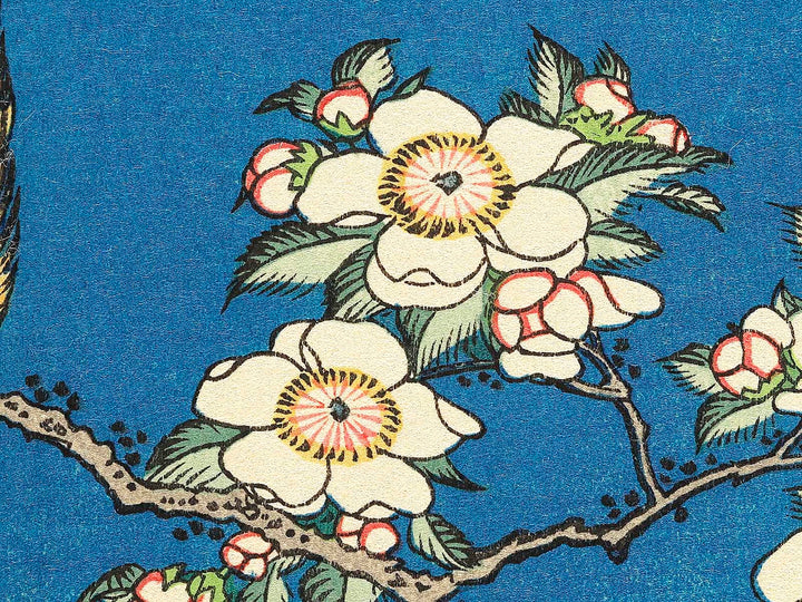 Weeping cherry blossoms against a dark indigo background, capturing the moment a Japanese bullfinch comes to peck at the blossoms. by Katsushika Hokusai, (Medium print size) / BJ319-445