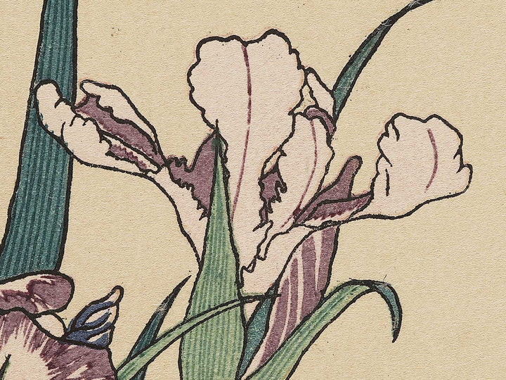 Iris and Grasshopper by Katsushika Hokusai, (Medium print size) / BJ327-432