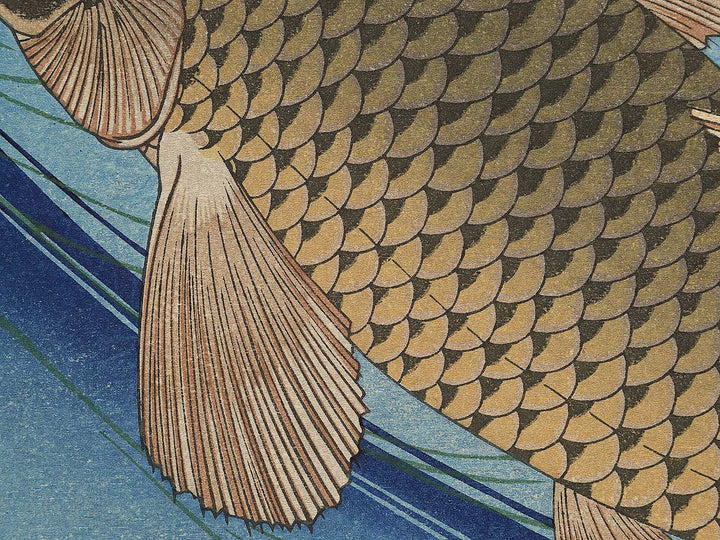 Japanese Carp from the series the series fish by Utagawa Hiroshige, (Large print size) / BJ350-224